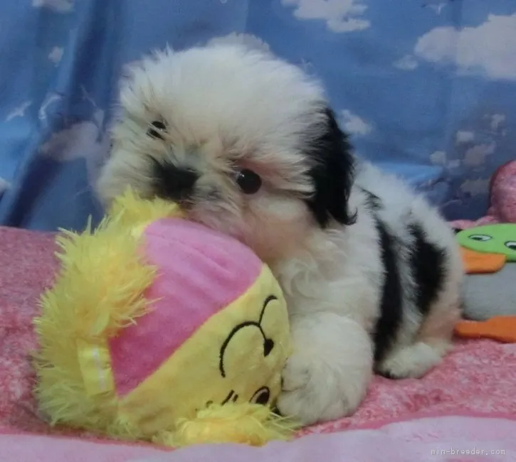 ID：1804-00729の子犬