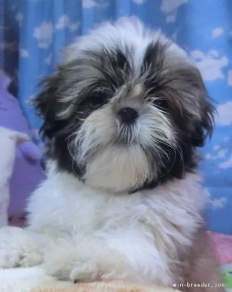 ID：1802-00950の子犬