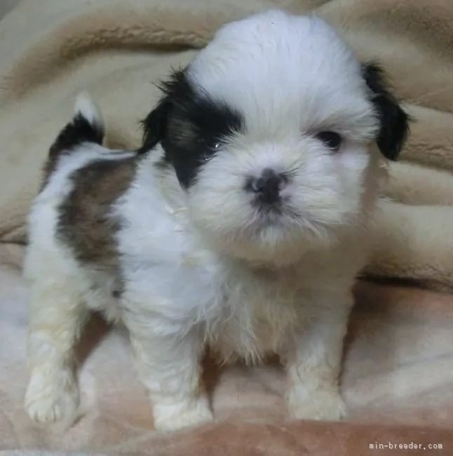 ID：1803-01472の子犬