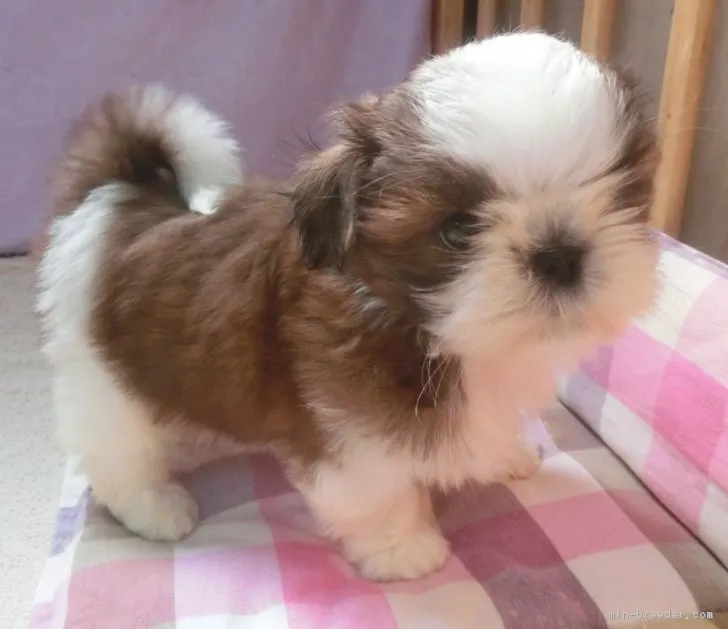 ID：1703-00627の子犬