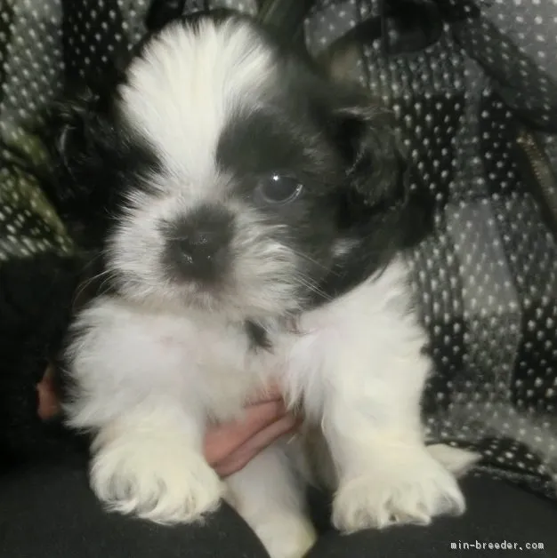ID：1702-00774の子犬