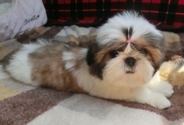 シーズー【茨城県・女の子・2015年1月1日・ホワイト&ゴールド】の写真「」