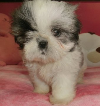 シーズー【茨城県・女の子・2017年10月30日・ホワイト&ゴールド】の写真「小柄ですが’優しい性格で甘えんぼちゃんです」