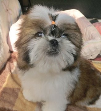 シーズー【茨城県・女の子・2015年1月1日・ホワイト&ゴールド】の写真「」