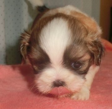 シーズー【茨城県・男の子・2016年6月9日・ホワイト&ゴールド】の写真「人間大好き”甘えん坊さんでちゅ(^_-)-☆」