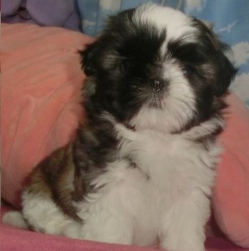 シーズー【茨城県・男の子・2017年12月24日・ホワイト&ゴールド】の写真「小柄ですが元気な男の子(*^。^*)」