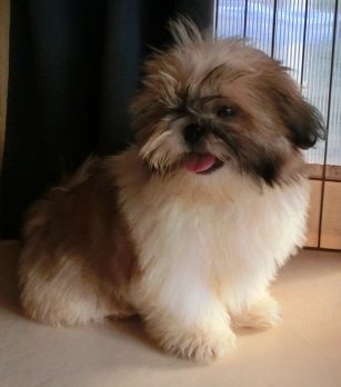 シーズー【茨城県・女の子・2014年7月13日・ホワイト&ゴールド】の写真「人間大好き甘えん坊☆オメメが超・魅力☆」