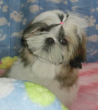 シーズー【茨城県・男の子・2017年10月24日・ホワイト&ゴールド】の写真「超'イケメンな男の子です(*^。^*)」