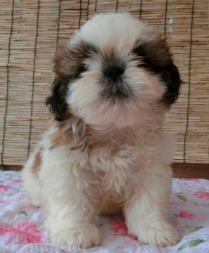 シーズー【茨城県・男の子・2017年5月27日・ホワイト&ゴールド】の写真「優しいお顔の男の子です(*^。^*)」