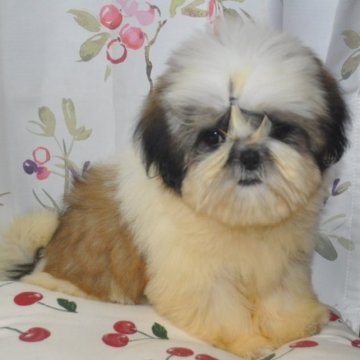 シーズー【茨城県・男の子・2023年7月27日・ホワイト&ゴールド】の写真「可愛いお顔の優しい子(*^-^*)」