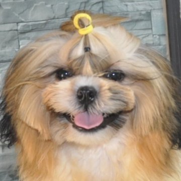 シーズー【茨城県・男の子・2024年3月15日・ホワイト&ゴールド】の写真「素敵なカラーのイケメン君です」