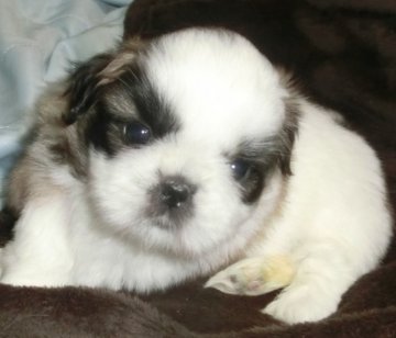 シーズー【茨城県・女の子・2015年10月9日・ホワイト&ゴールド】の写真「」