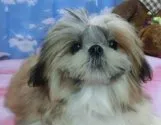 シーズー【茨城県・女の子・2017年9月13日・ホワイト&ゴールド】の写真3