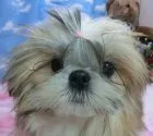 シーズー【茨城県・女の子・2017年9月13日・ホワイト&ゴールド】の写真4