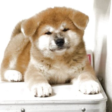 秋田犬【岡山県・女の子・2025年6月7日・赤】の写真「愛嬌いっぱいな元気ガールです。」