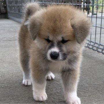 秋田犬【岡山県・男の子・2025年9月11日・赤】の写真「愛嬌いっぱいで男らしい元気ボーイです」