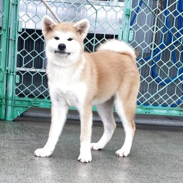 秋田犬【岡山県・女の子・2025年6月7日・赤】の写真「無邪気なのんびり屋さんです」