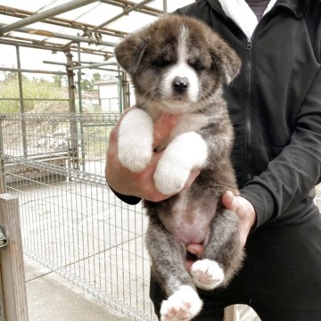 秋田犬【岡山県・女の子・2025年9月11日・虎】の写真「小柄ですがとっても可愛いです」