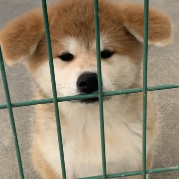 秋田犬【岡山県・女の子・2024年9月30日・赤】の写真「愛嬌いっぱいな元気ガールです。」