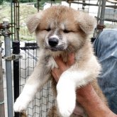 秋田犬