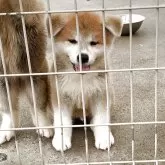 秋田犬