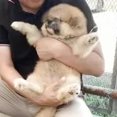 秋田犬