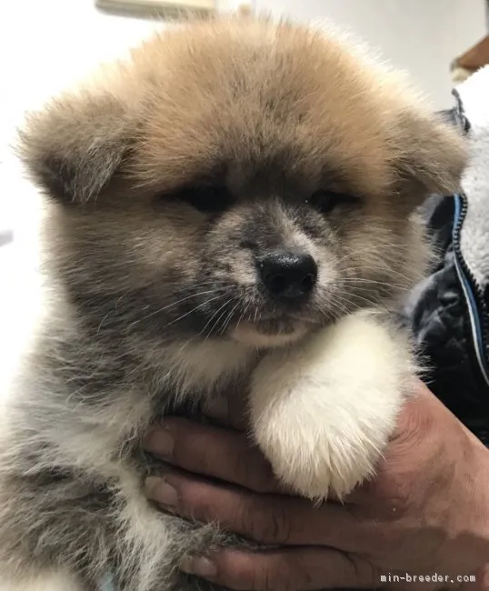 ID:1802-01505の子犬