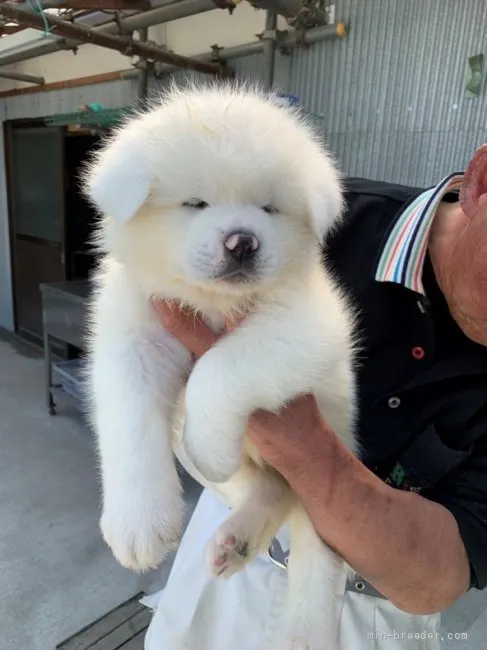 ID：2203-02186の子犬