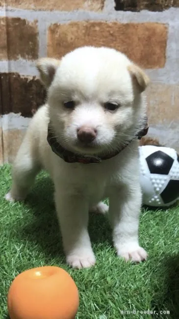ID：2009-02321の子犬