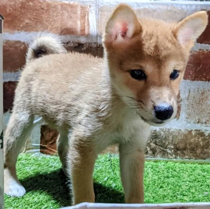 ID:2210-00032の子犬