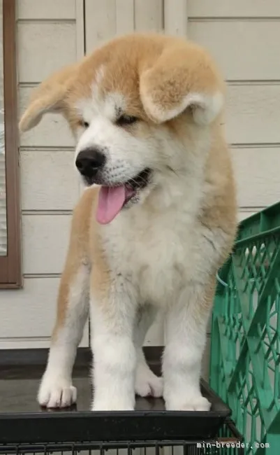 ID:1706-00121の子犬