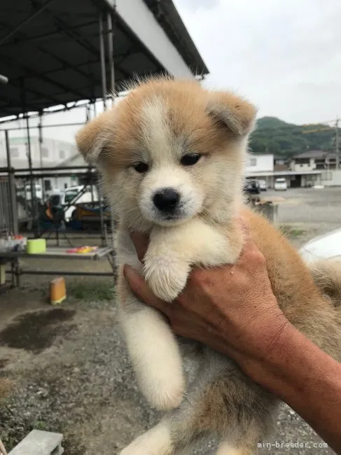 ID:1907-00656の子犬