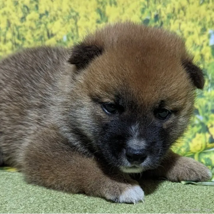 ID：2309-03780の子犬