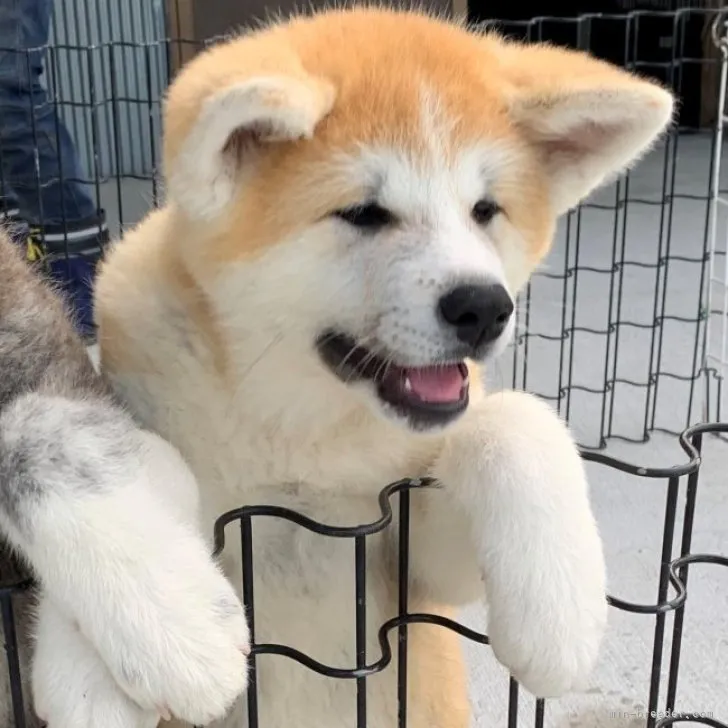 ID：2305-02046の子犬