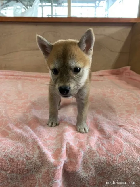 ID:1908-03287の子犬