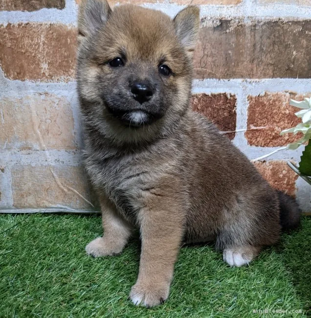 ID:2106-02536の子犬