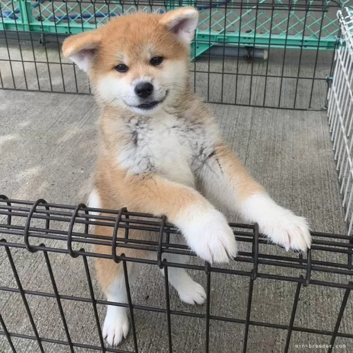 ID:2404-06931の子犬