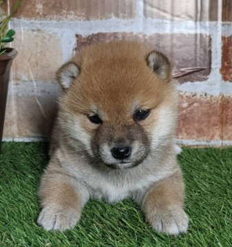 柴犬(豆柴)【岡山県・男の子・2021年10月17日・赤】の写真「両親共豆柴認定犬　両親共遺伝子検査クリア」