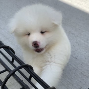 秋田犬【岡山県・女の子・2024年3月7日・白(長毛)】の写真「コロコロしててかわいいです」