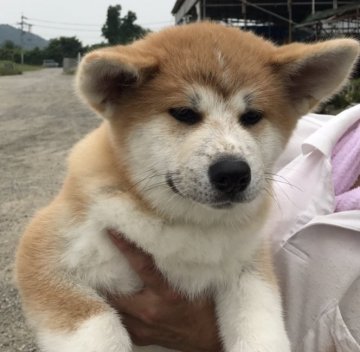 秋田犬【岡山県・女の子・2017年4月14日・赤】の写真「おとなしい女の子です。相手してもらうと嬉しそう！」
