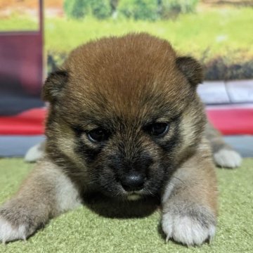 柴犬(豆柴)【岡山県・女の子・2023年8月28日・赤】の写真「両親共豆柴認定犬
両親共遺伝子検査クリア」