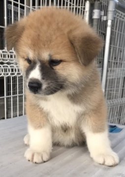 秋田犬【岡山県・男の子・2017年5月26日・赤】の写真「父犬は本部展一席の優秀犬です。期待できる子犬です。」