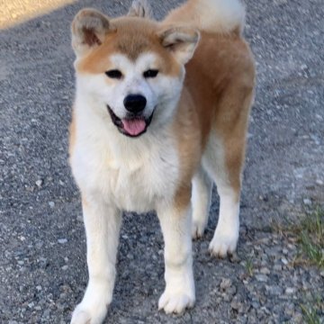 秋田犬【岡山県・男の子・2023年3月1日・赤】の写真「元気いっぱいで愛嬌のある男の子です」