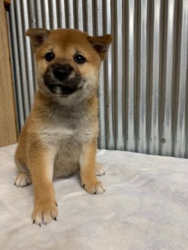 柴犬(標準サイズ)【岡山県・女の子・2021年6月7日・赤】の写真「写真より可愛いです。会いに来てください。」