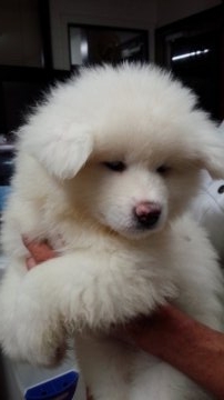 秋田犬【岡山県・女の子・2017年3月5日・白】の写真「かわいい白毛の女の子です。長毛の　わさこ？」