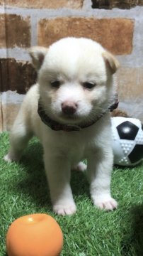 柴犬(豆柴)【岡山県・男の子・2020年8月10日・白】の写真「500頭に1頭しか出ないといわれる貴重な白犬です。」