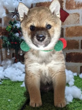 柴犬(豆柴)【岡山県・男の子・2021年10月24日・赤】の写真「両親共豆柴認定犬
両親共遺伝子検査クリア」