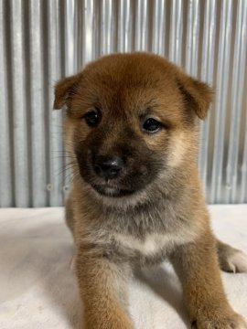 柴犬(標準サイズ)【岡山県・男の子・2021年6月7日・赤】の写真「まったり、癒やされます😃」