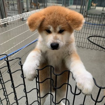 秋田犬【岡山県・男の子・2023年4月17日・赤】の写真「コロコロしてて元気いっぱいでかわいいです」