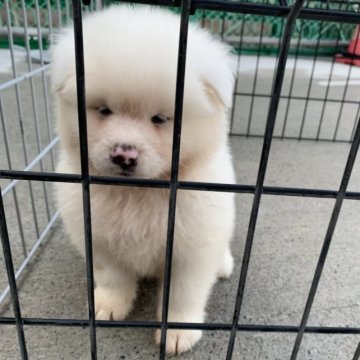 秋田犬【岡山県・男の子・2023年9月13日・白】の写真「元気いっぱいでコロコロしててかわいいです。」